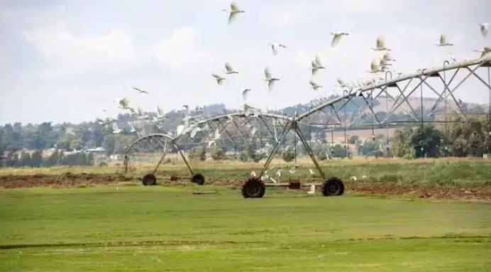 Südafrikas Agrarexporte erreichten einen Rekordwert, da das Land zahlreiche Maßnahmen ergreift, um die Auswirkungen der US-Zölle abzumildern.